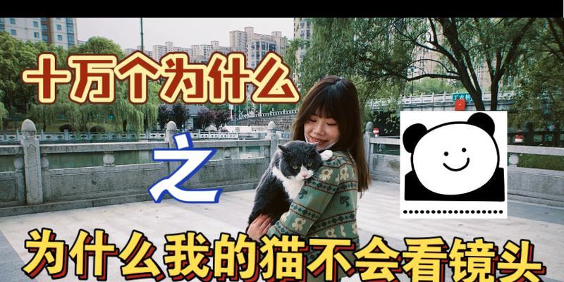 小猫为什么背对镜头？动画中如何处理这种情况？  第3张